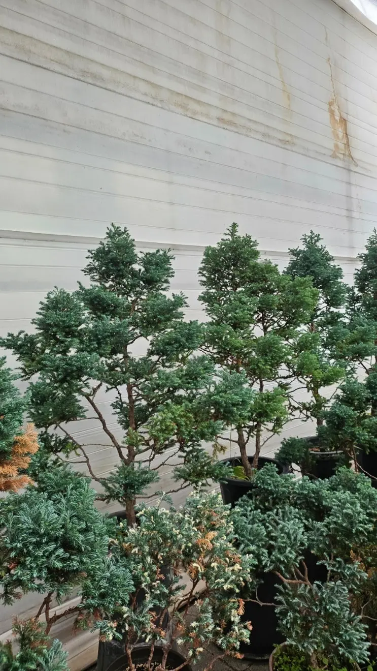 Motion Lights at the Gate, Bonsai Dreams at the Nursery — photo 4