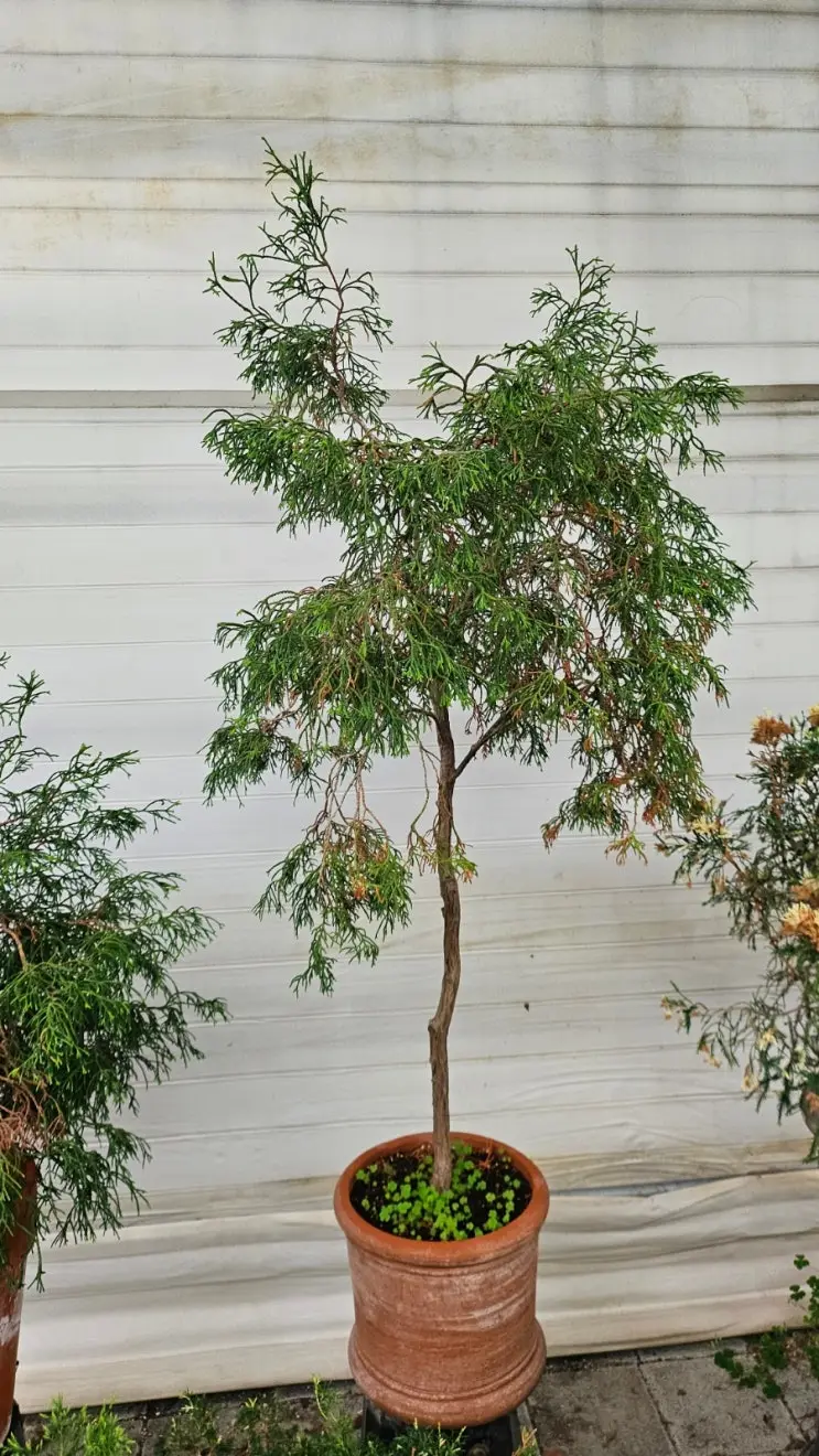 Motion Lights at the Gate, Bonsai Dreams at the Nursery — photo 5